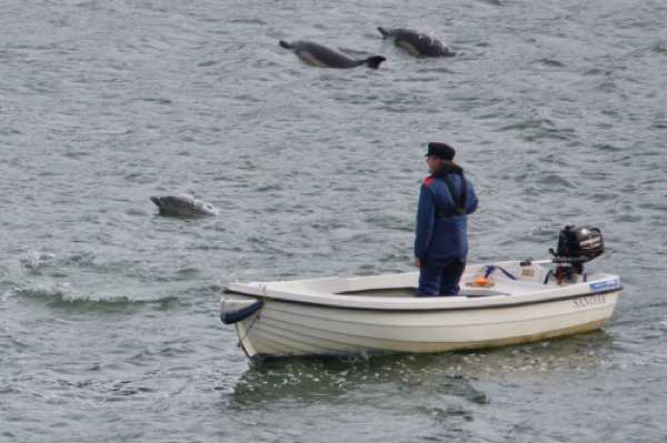17 January 2021 - 11-43-40
Full captions coming later
--------------------------
Dolphins in the river Dart, Dartmouth
